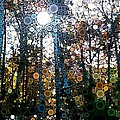Skyway Forest at Dawn Digital Art by Linda Bailey Skyway Forest at Dawn Digital Art by Linda Bailey