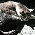 Gray Cat Dreaming of Batman Photograph by Valerie Collins Gray Cat Dreaming of Batman Photograph by Valerie Collins