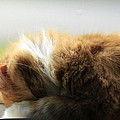 Maine Coon Kitten Catnap Photograph by Valerie Collins Maine Coon Kitten Catnap Photograph by Valerie Collins
