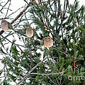 Sleeping Morning Doves Photograph by Gwen Gibson Sleeping Morning Doves Photograph by Gwen Gibson