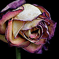 Slow Fade by Rona Black Slow Fade by Rona Black