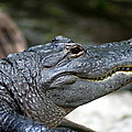 Smiling Alligator Photograph by Valerie Collins Smiling Alligator Photograph by Valerie Collins