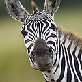 Smiling Burchells Zebra Photograph by Suzi Eszterhas Smiling Burchells Zebra Photograph by Suzi Eszterhas