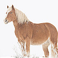 Smiling Palomino in the Snow Photograph by James BO Insogna Smiling Palomino in the Snow Photograph by James BO Insogna