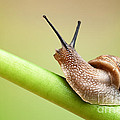 Snail on green stem Photograph by Johan Swanepoel Snail on green stem Photograph by Johan Swanepoel