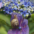 Snail On Hydrangea Flower Japan Photograph by Hiroya Minakuchi Snail On Hydrangea Flower Japan Photograph by Hiroya Minakuchi