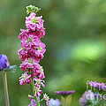 Snap Dragon on Bokeh Setting by Michael Moriarty