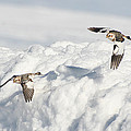 Snow Buntings in Flight Photograph by William Selander Snow Buntings in Flight Photograph by William Selander