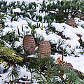 Snow Cones Photograph by Spikey Mouse Photography Snow Cones Photograph by Spikey Mouse Photography