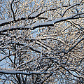 Snow Covered Branches 2 by Teresa Mucha Snow Covered Branches 2 by Teresa Mucha