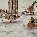 Snow Ducks Photograph by Bonnie Bruno