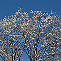 Snow Fan by Teresa Mucha Snow Fan by Teresa Mucha