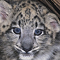 Snow Leopard Cub ENDANGERED Photograph by Dave Welling Snow Leopard Cub ENDANGERED Photograph by Dave Welling