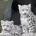 Snow Leopard Cubs Photograph by Chris Boulton Snow Leopard Cubs Photograph by Chris Boulton