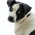 Snow Puppy Photograph by Holden The Moment Snow Puppy Photograph by Holden The Moment