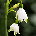 Snowbells in Spring Photograph by Rona Black Snowbells in Spring Photograph by Rona Black