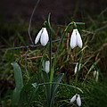 Snowdrops Photograph by Spikey Mouse Photography Snowdrops Photograph by Spikey Mouse Photography