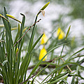 Snowy Daffodils Photograph by Spikey Mouse Photography Snowy Daffodils Photograph by Spikey Mouse Photography