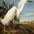Snowy Heron Or White Egret Painting by John James Audubon Snowy Heron Or White Egret Painting by John James Audubon