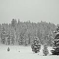 Snowy Meadow by Christine Owens