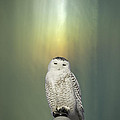 Snowy Owl And Aurora Borealis Photograph by Thomas Young Snowy Owl And Aurora Borealis Photograph by Thomas Young