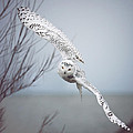 Snowy Owl In Flight Photograph by Carrie Ann Grippo-Pike Snowy Owl In Flight Photograph by Carrie Ann Grippo-Pike