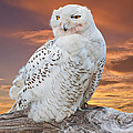 Snowy Owl Perched at Sunset Photograph by Jeff Goulden Snowy Owl Perched at Sunset Photograph by Jeff Goulden