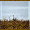 Snowy Owl Triptych Photograph by Crystal Wightman