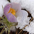 Snowy Pasqueflower Photograph by Greni Graph Snowy Pasqueflower Photograph by Greni Graph