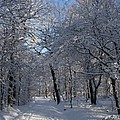 Snowy Trail by Christiane Schulze Art And Photography Snowy Trail by Christiane Schulze Art And Photography