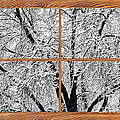 Snowy Tree Branches Barn Wood Picture Window Frame View Photograph by James BO Insogna Snowy Tree Branches Barn Wood Picture Window Frame View Photograph by James BO Insogna