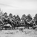 Snowy Winter Pine Trees In Black and White Photograph by James BO Insogna Snowy Winter Pine Trees In Black and White Photograph by James BO Insogna