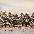 Snowy Winter Pine Trees Photograph by James BO Insogna Snowy Winter Pine Trees Photograph by James BO Insogna