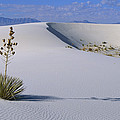Soaptree Yucca at White Sands NM Photograph by Konrad Wothe Soaptree Yucca at White Sands NM Photograph by Konrad Wothe