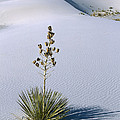 Soaptree Yucca In Gypsum Sand White Photograph by Konrad Wothe Soaptree Yucca In Gypsum Sand White Photograph by Konrad Wothe