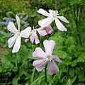 Soapwort Flowers by MTBobbins Photography Soapwort Flowers by MTBobbins Photography