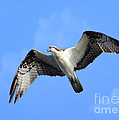 Soaring Osprey Photograph by Kathy Baccari Soaring Osprey Photograph by Kathy Baccari