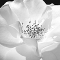 Soft Petal Rose In Black And White by Jennie Marie Schell Soft Petal Rose In Black And White by Jennie Marie Schell