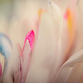 Softly Photograph by Ann Bridges Softly Photograph by Ann Bridges