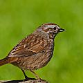 Song Sparrow on a Log Photograph by Jeff Goulden Song Sparrow on a Log Photograph by Jeff Goulden