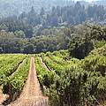 Sonoma Vineyards In The Sonoma California Wine Country 5d24518 by Wingsdomain Art and Photography Sonoma Vineyards In The Sonoma California Wine Country 5d24518 by Wingsdomain Art and Photography