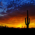 Sonoran Style Sunset by Saija Lehtonen Sonoran Style Sunset by Saija Lehtonen