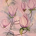 Southern Belle by Heather Gallup Southern Belle by Heather Gallup