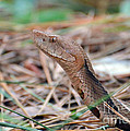 Southern Copperhead Photograph by Kathy Baccari Southern Copperhead Photograph by Kathy Baccari