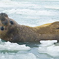 Southern Elephant Seal Reclining Photograph by Yva Momatiuk John Eastcott Southern Elephant Seal Reclining Photograph by Yva Momatiuk John Eastcott