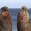 Southern Elephant Seal Males Competing by Hiroya Minakuchi Southern Elephant Seal Males Competing by Hiroya Minakuchi