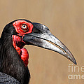 Southern Ground Hornbill Portrait Side View by Johan Swanepoel Southern Ground Hornbill Portrait Side View by Johan Swanepoel