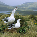 Southern Royal Albatrosses At Nest Photograph by Konrad Wothe Southern Royal Albatrosses At Nest Photograph by Konrad Wothe