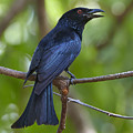 Spangled Drongo Calling Queensland Photograph by Martin Willis Spangled Drongo Calling Queensland Photograph by Martin Willis