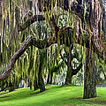 Spanish Moss Photograph by Debra and Dave Vanderlaan Spanish Moss Photograph by Debra and Dave Vanderlaan